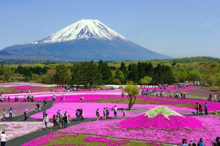 富士芝樱祭景点图片