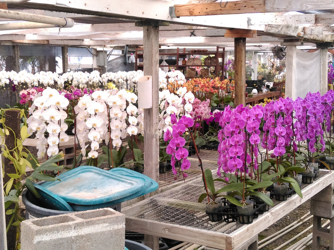 Cal Pacific Orchid Farm-恩西尼塔斯必去景点