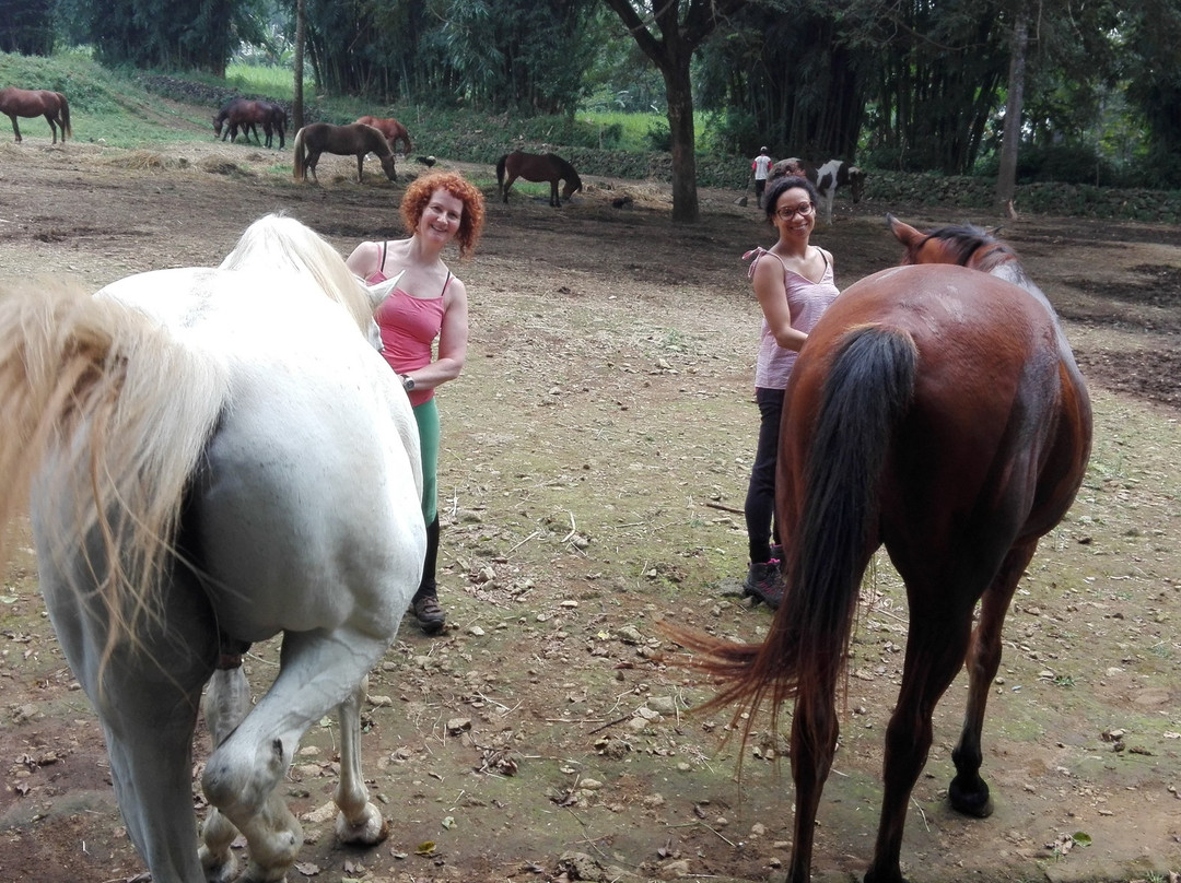 Havana Horses-沙拉迪加必去景点