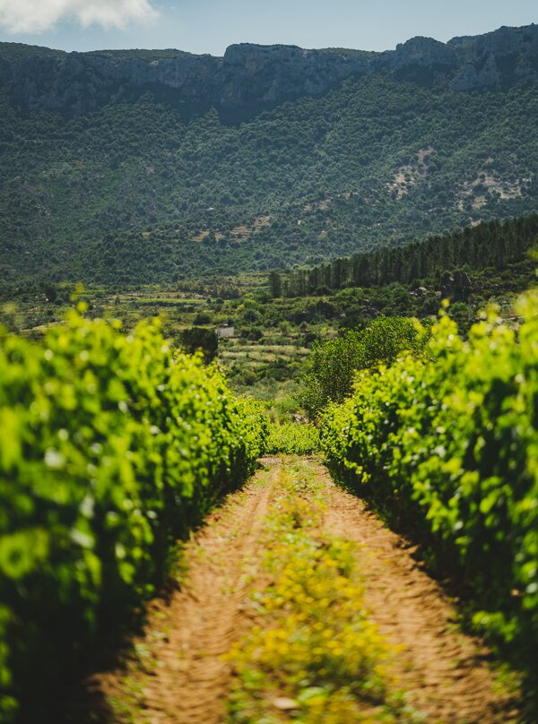 Wine Tasting Berritta-Dorgali必去景点