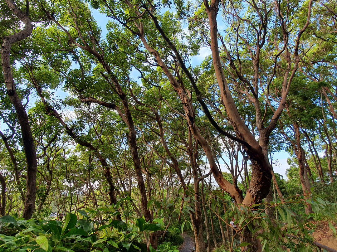 Rainforest Track-伯利角必去景点
