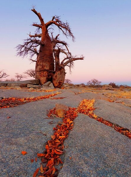 null-Makgadikgadi Pans National Park