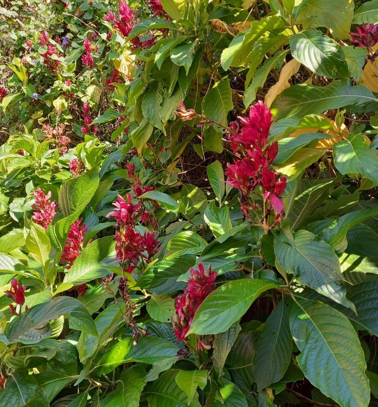 Le Jardin de Ravintsara主图