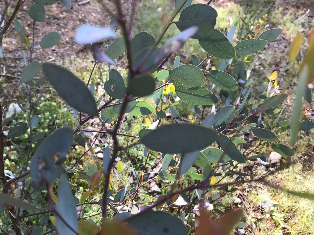 Hume And Hovell Monument-Myrtleford必去景点