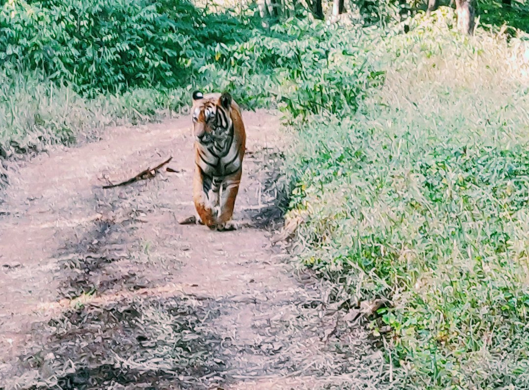 Ranthambhore Tiger Reserve景点图片