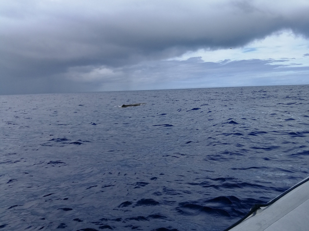 CW Azores-Madalena必去景点