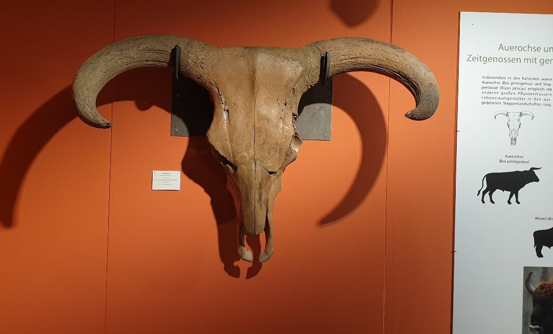 Südostbayerisches Naturkunde- und Mammut-Museum Siegsdorf-Siegsdorf必去景点