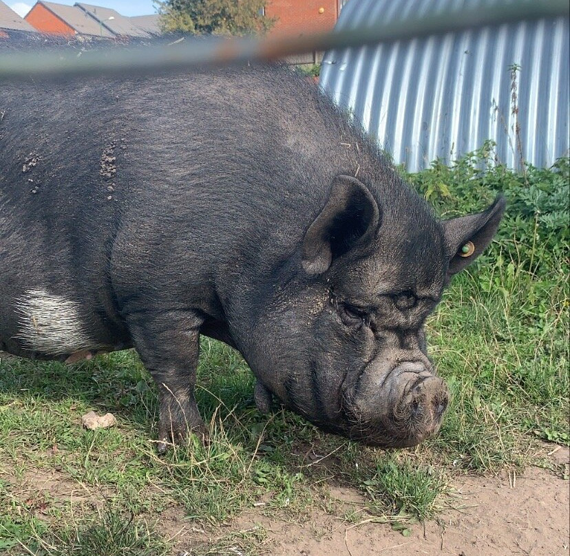 Stonebridge City Farm-诺丁汉必去景点