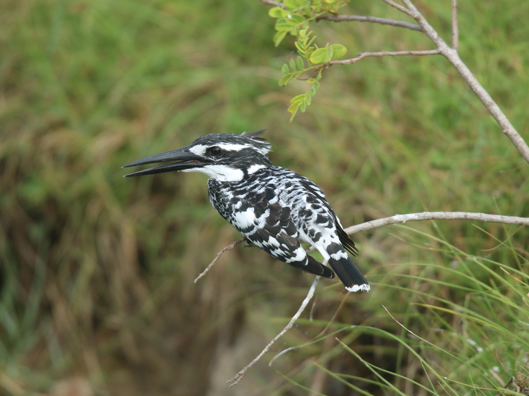 Mowgli Safari-蒂瑟默哈拉默必去景点