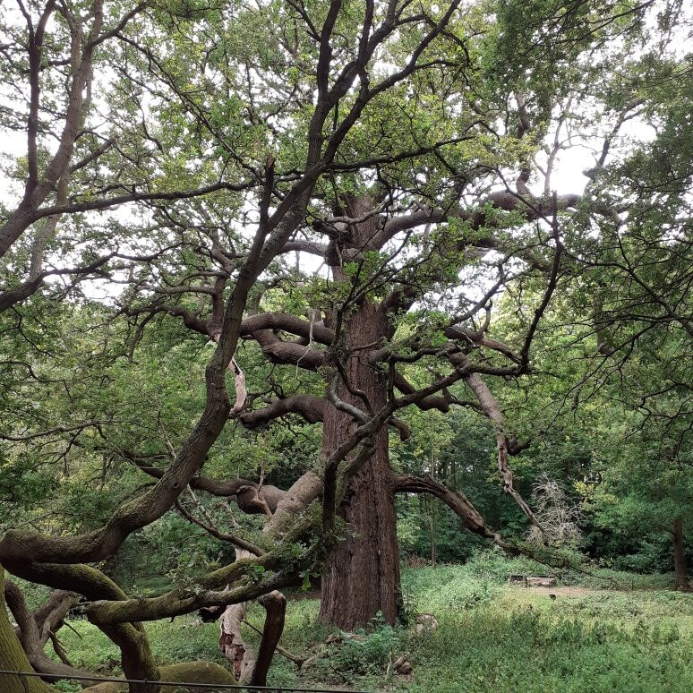 Panshanger Park,-Hertford必去景点