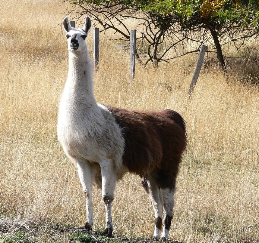 The Llama Sanctuary-Tappen必去景点