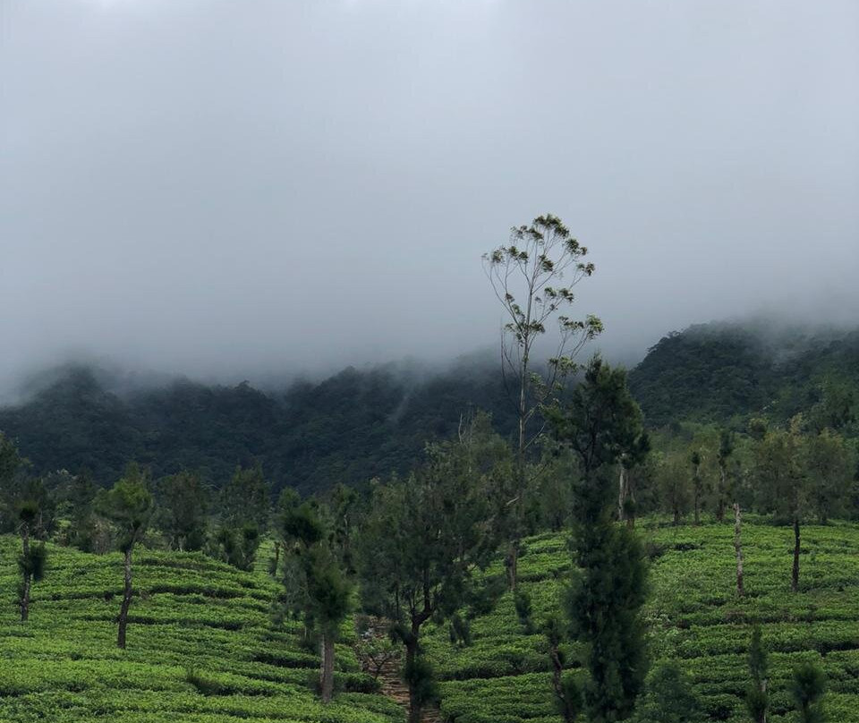 Tea and Experience Factory - Thema Collection主图