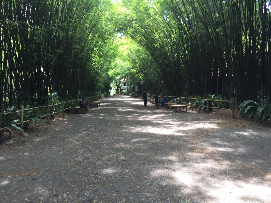 Bamboo Grove - Chulapornwararam Temple景点图片