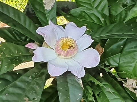 Kent Ridge Park-新加坡必去景点