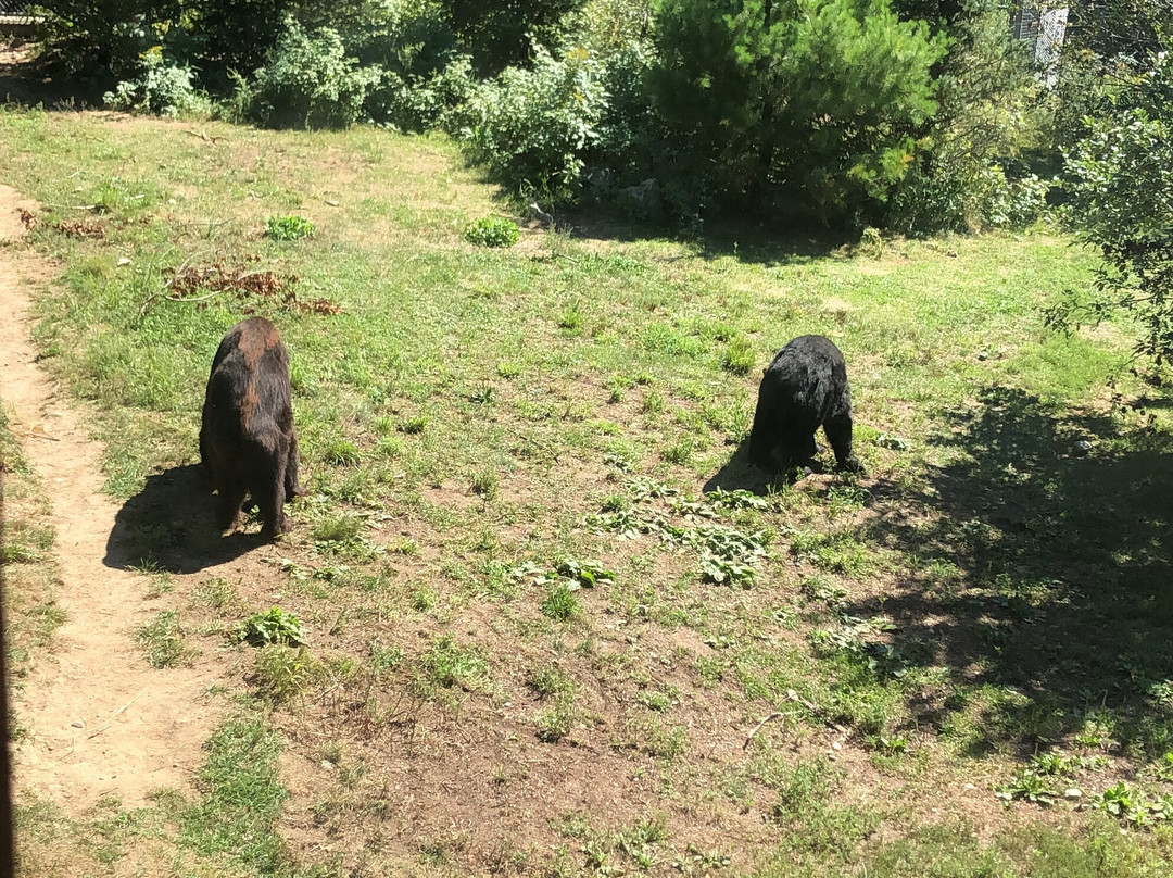 Maine Wildlife Park景点图片