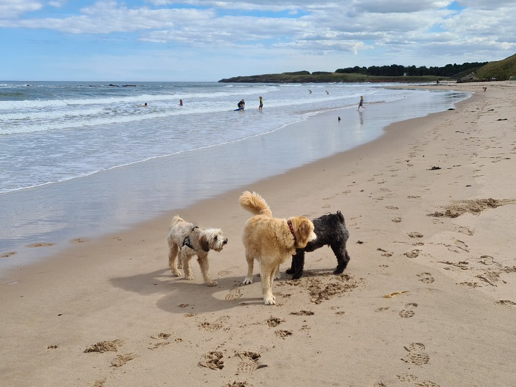 Tyninghame Beach-East Linton必去景点