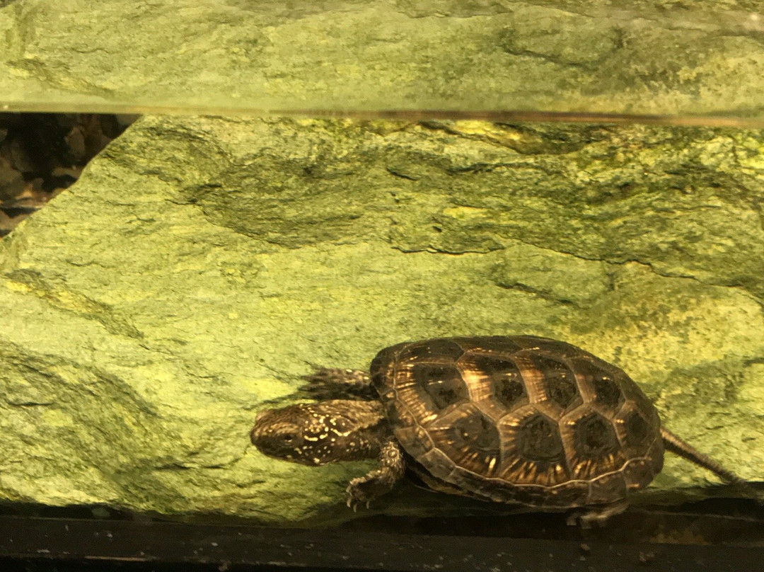 Vivarium Elapsoidea-梅林必去景点