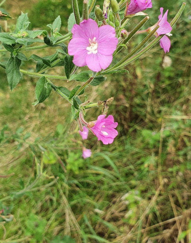 Sevenoaks Wildlife Reserve景点图片
