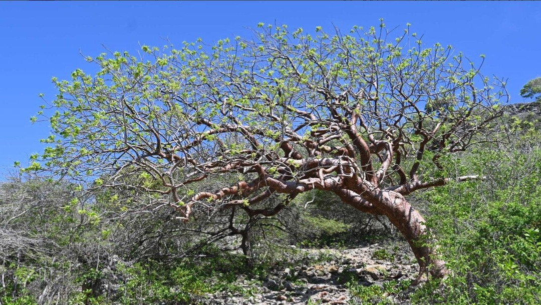 Dos Pos-Rincon必去景点