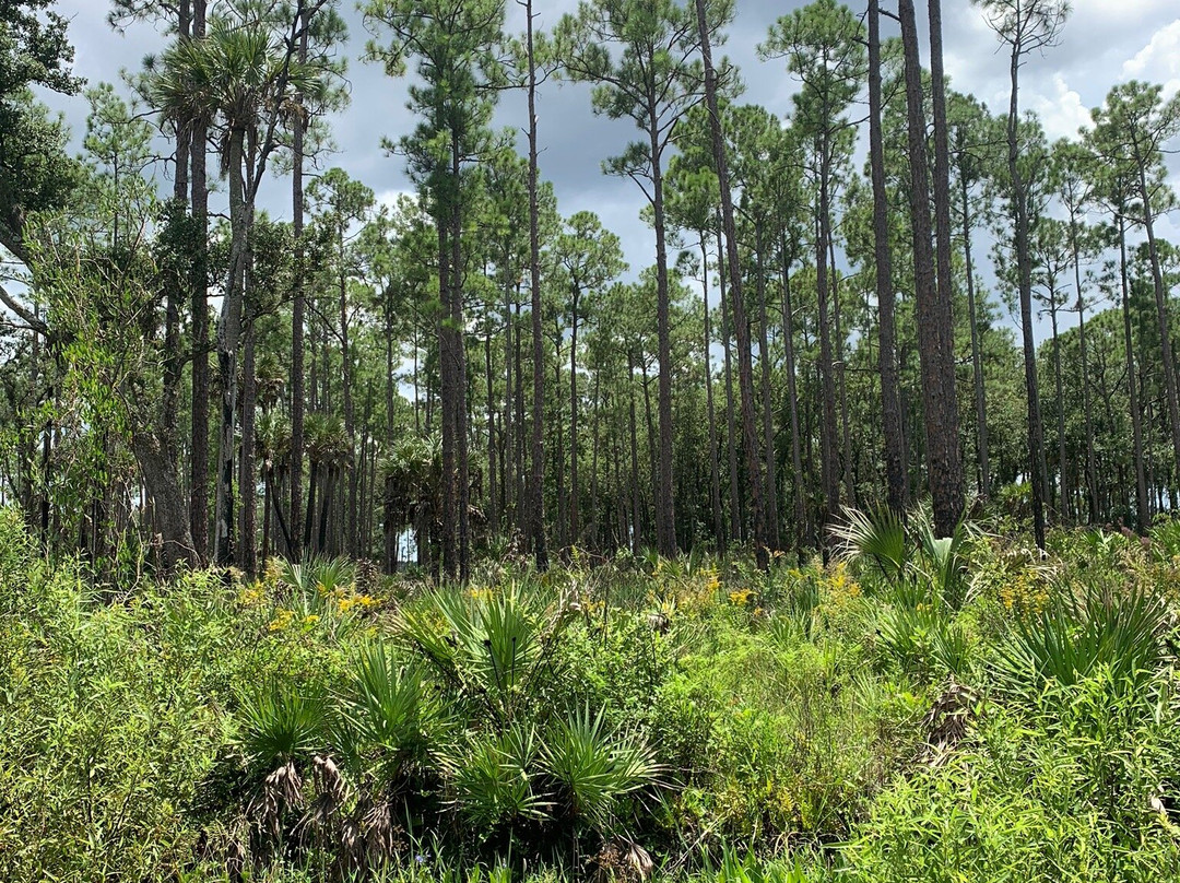 Tosohatchee State Reserve-Christmas必去景点