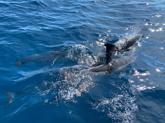 Day Dream-塞新布拉必去景点