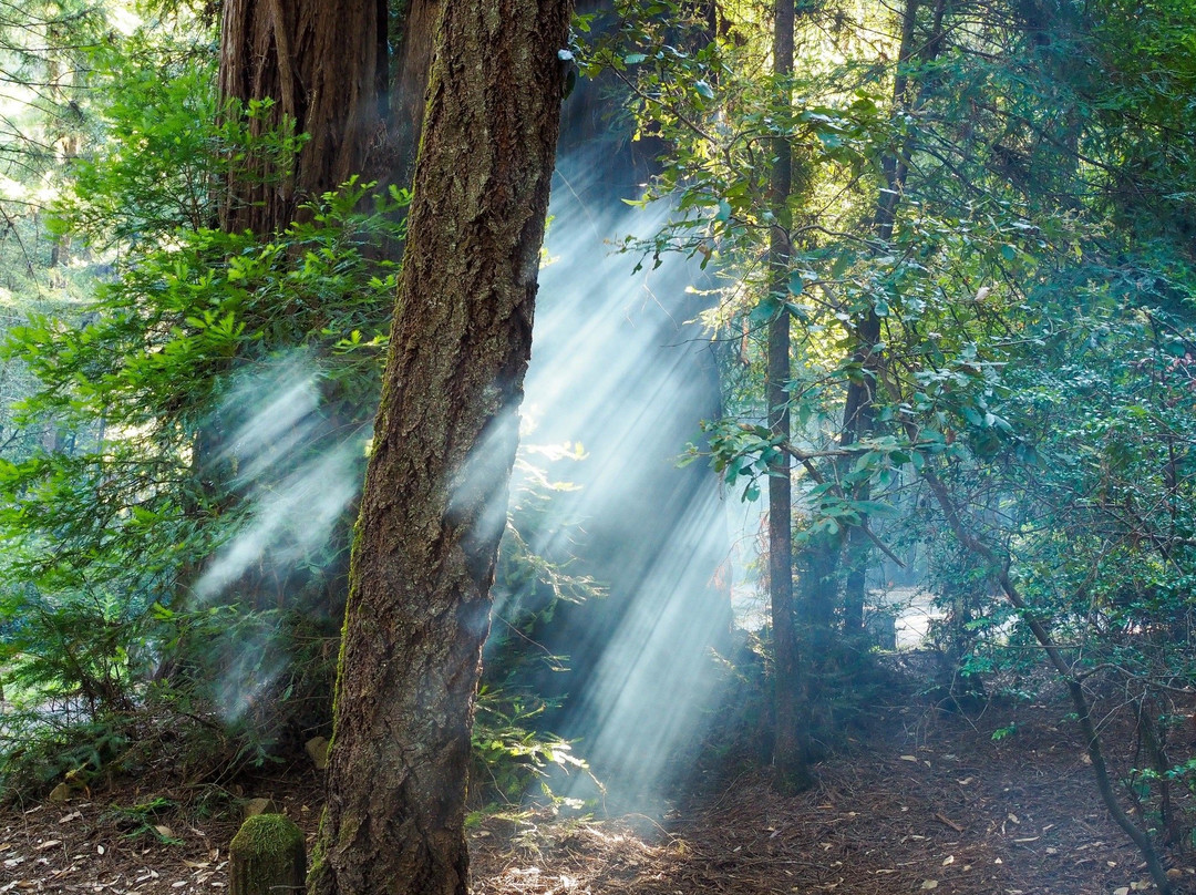 Richardson Grove State Park景点图片