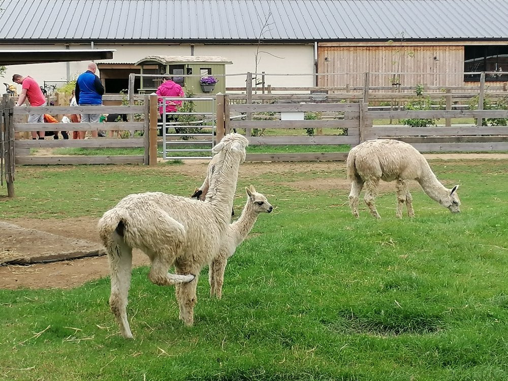 Kinderboerderij De Bollekeshoef-Heist-op-den-Berg必去景点