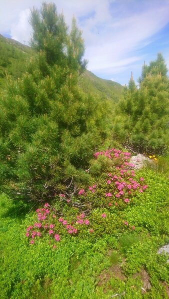 Hotel Turracherhof主图