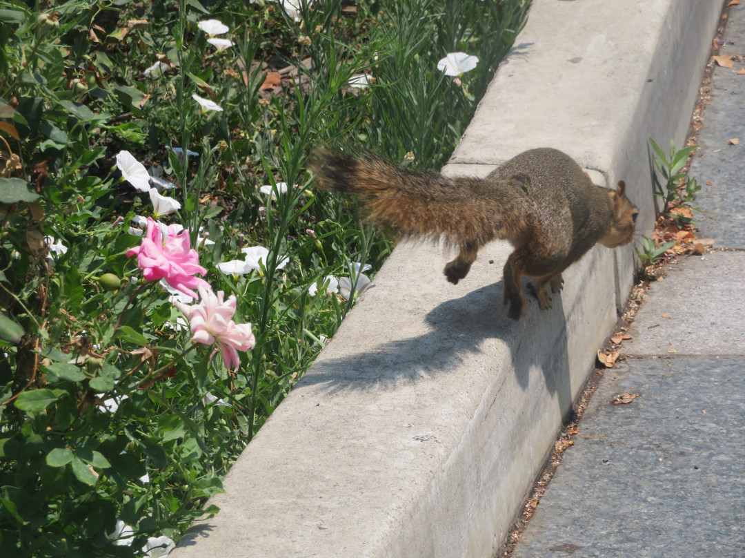 Plaza de Cesar Chavez Park-圣何塞必去景点