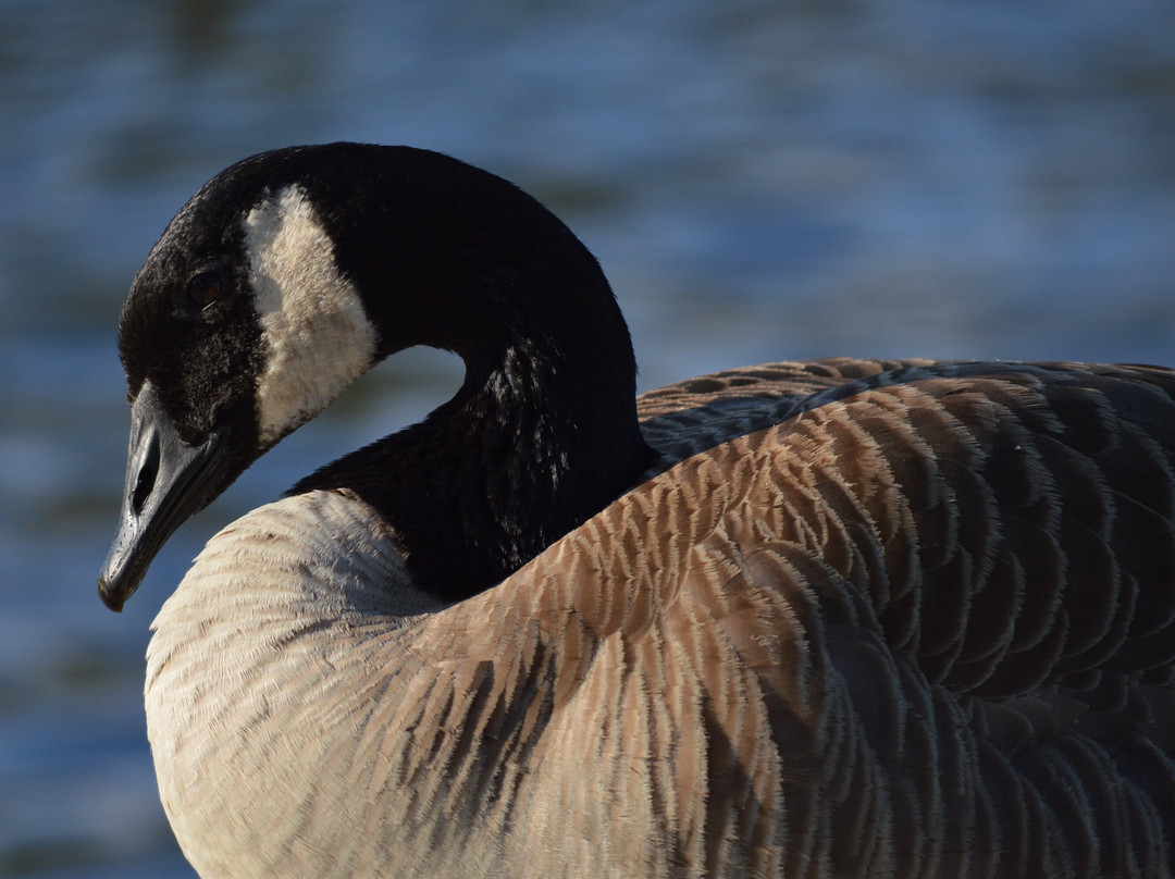 Don Knabe Community Regional Park-喜瑞都必去景点