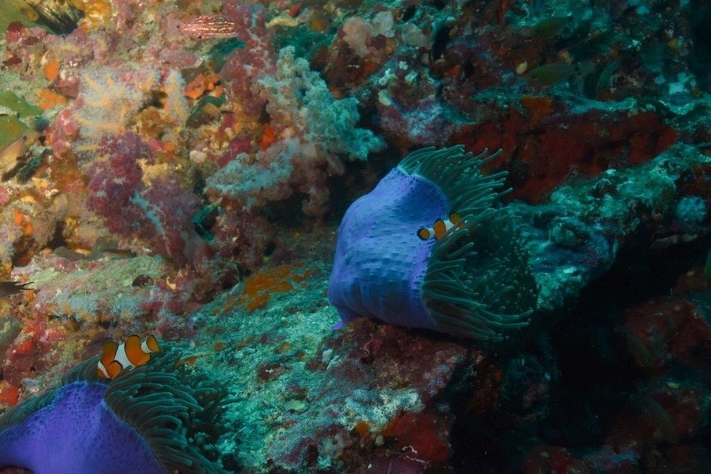 Krokodyle Diving Center景点图片