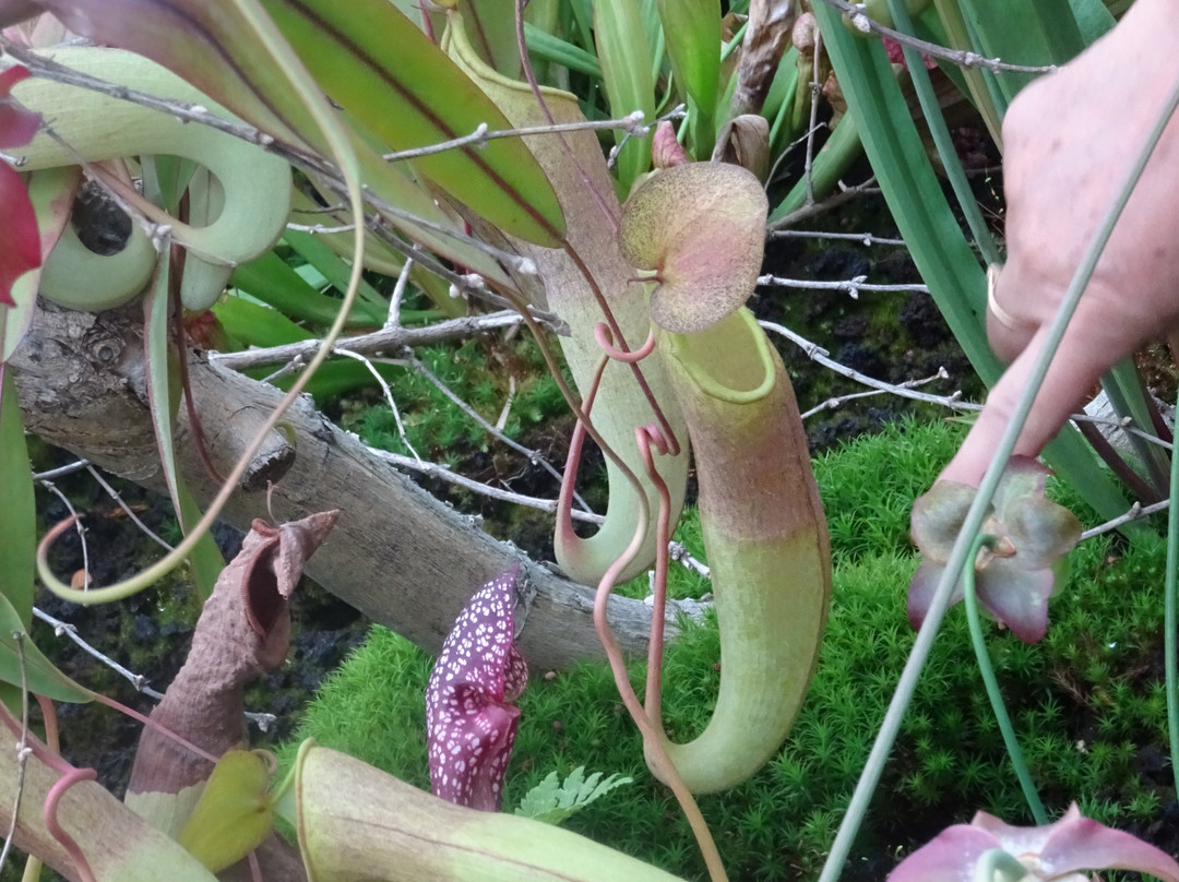 Les serres pédagogiques du Jardin botanique de Tourcoing景点图片