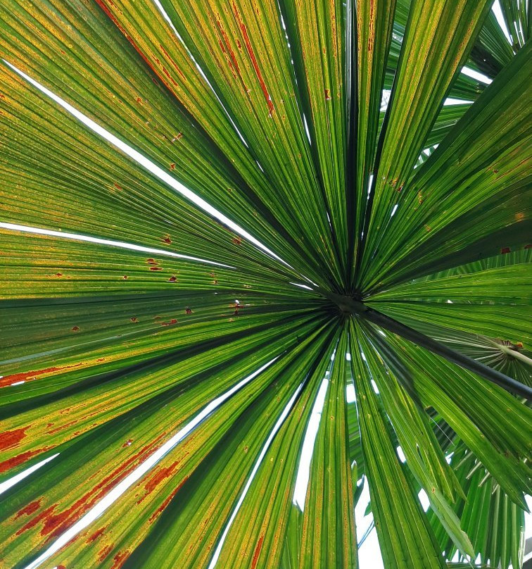 Noosa Botanic Gardens景点图片