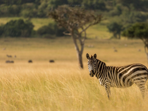 PONGEZI AFRICA SAFARIS-内罗毕必去景点