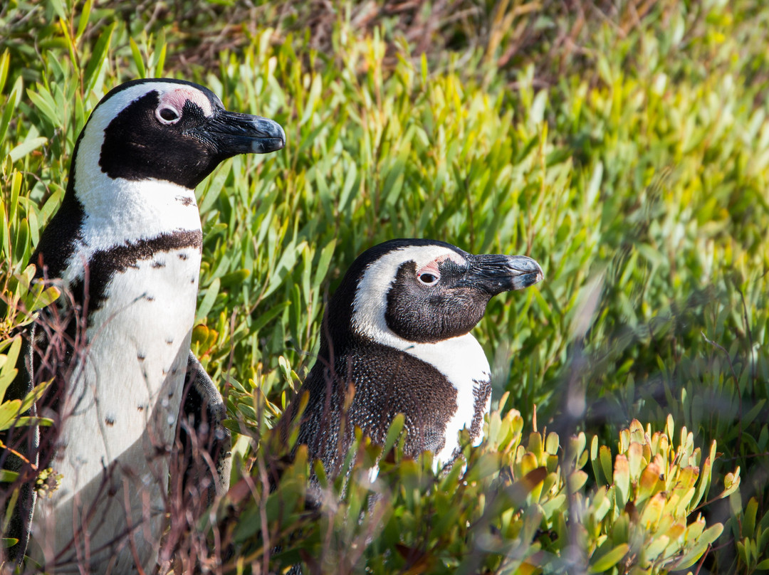 Just Africa Scuba PTY LTD-高登湾必去景点