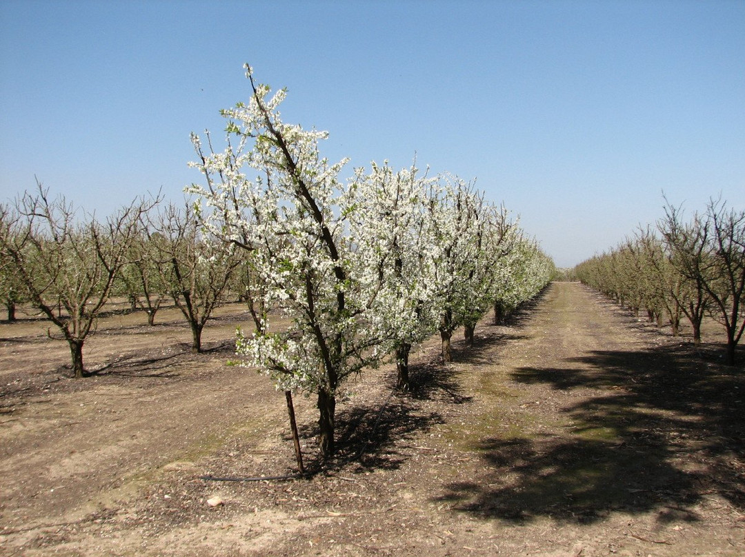 Katif Odem-Odem必去景点