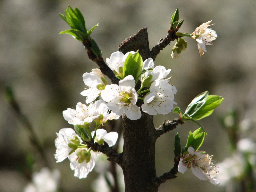 Katif Odem-Odem必去景点