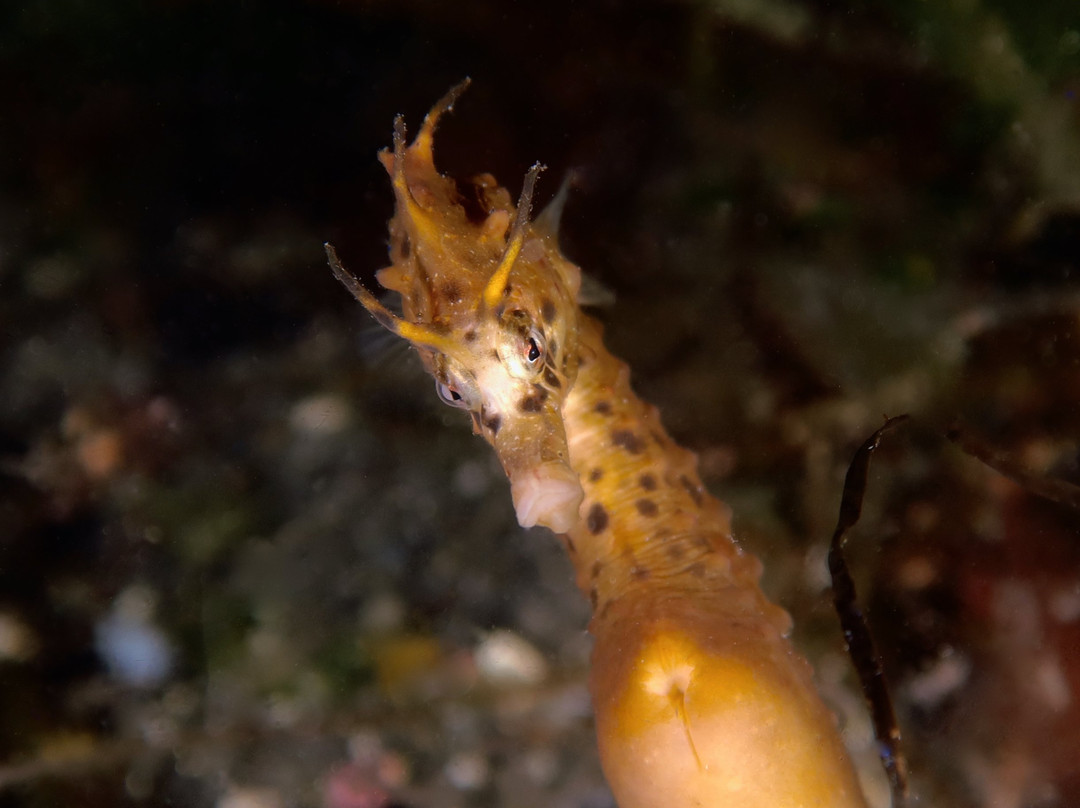 Eaglehawk Dive Centre-伊格尔霍克内克必去景点