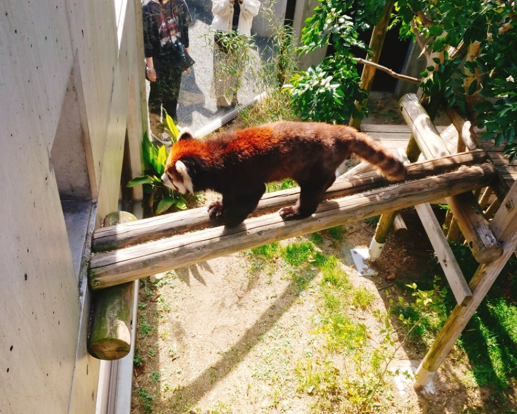 Itozu no Mori Zoological Park-北九州市必去景点