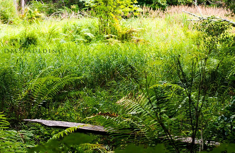Catamount State Forest-Colrain必去景点