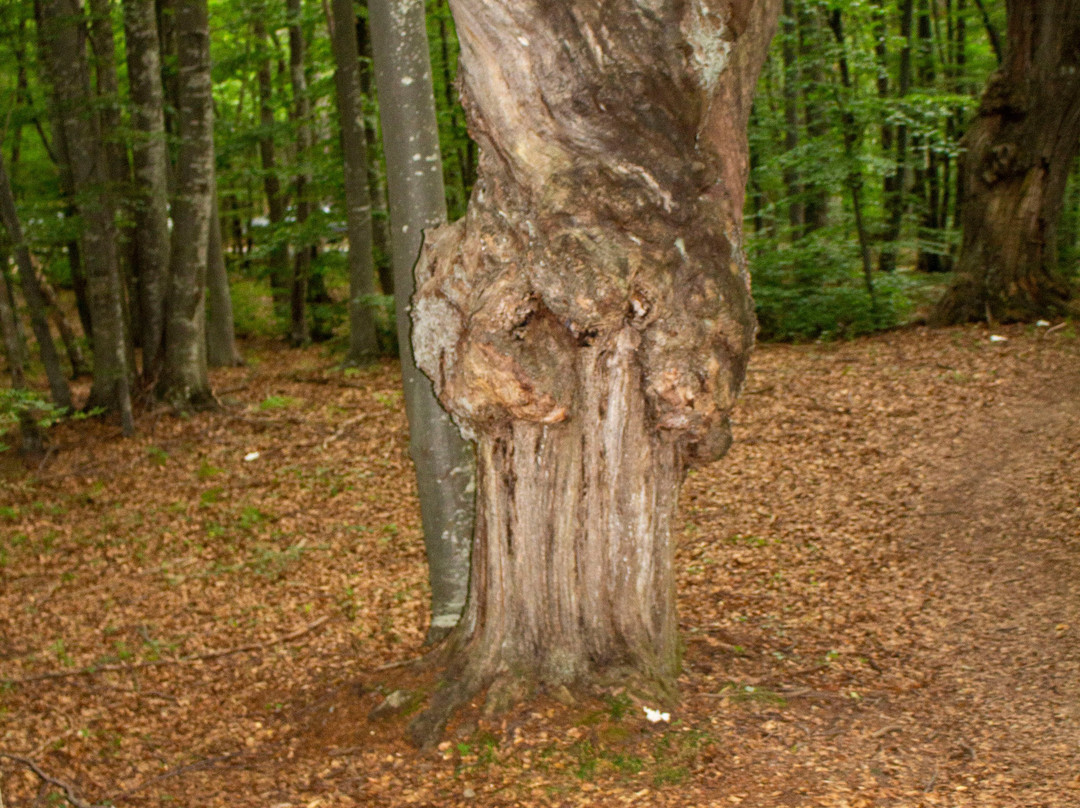 Parco del Monte Moria景点图片
