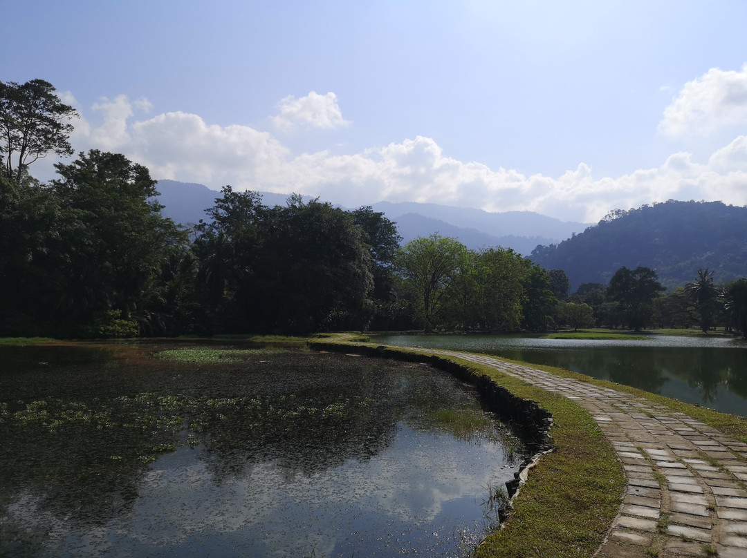 Taman Tasik Taiping景点图片