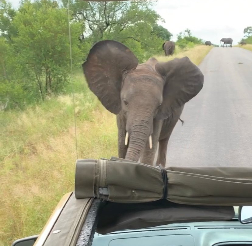 Africa Spear Kruger Park Safaris景点图片