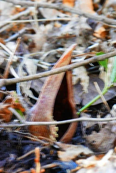 Nasu Fudoki No Oka Shiryokan-那珂川町必去景点