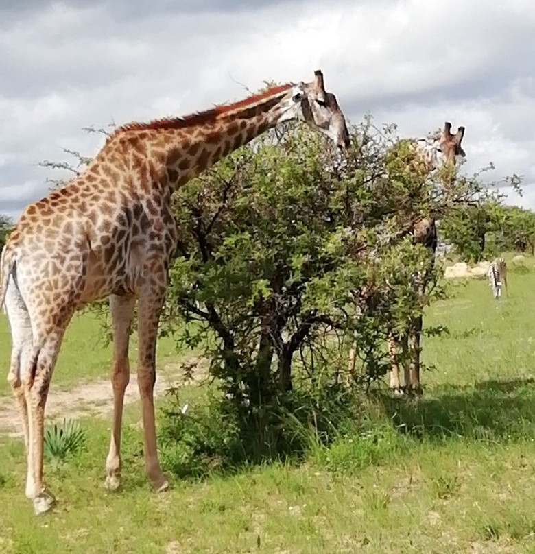 Antelope Park景点图片