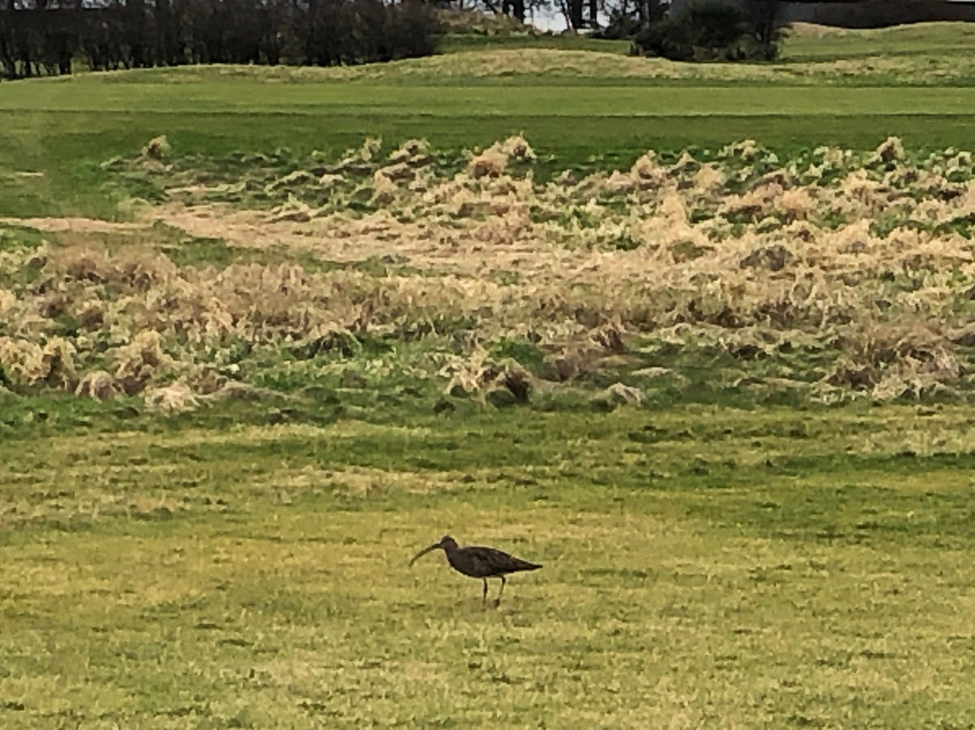 Craigielaw Golf Course景点图片
