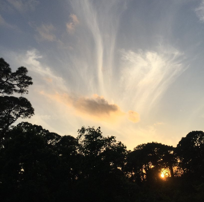 Tall Cypress Natural Area-科勒尔斯普林斯必去景点