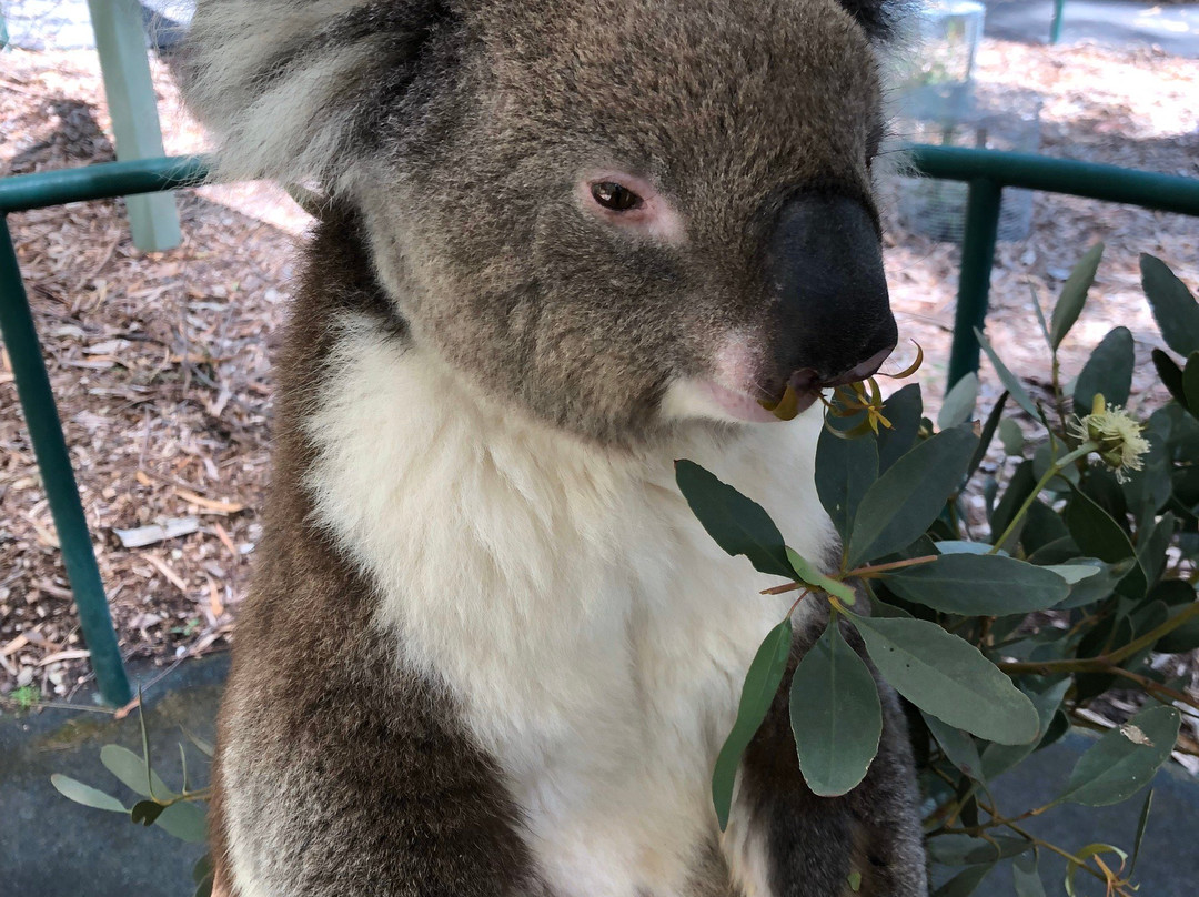 Cleland Conservation Park-阿德莱德必去景点