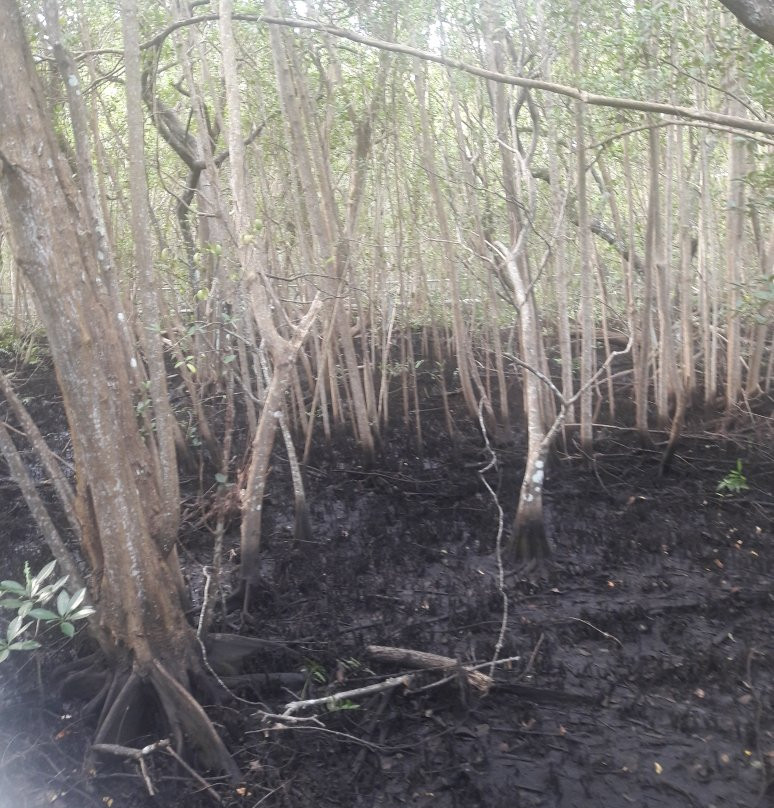 Secret Woods Nature Center-达尼亚滩必去景点