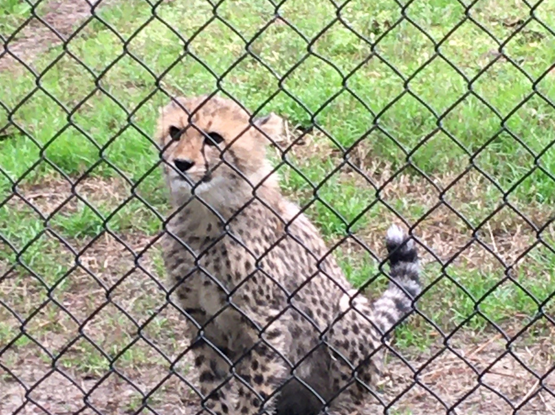 White Oak Conservation Center-Yulee必去景点
